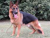 German Shepherd Male