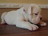 Puppies