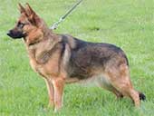 German Shepherd Female 