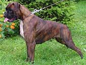 Boxer