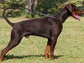 Doberman