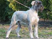 Giant Schnautzer