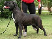 Cane Corso