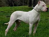 Dogo Argentino