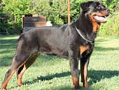 Rottweiler