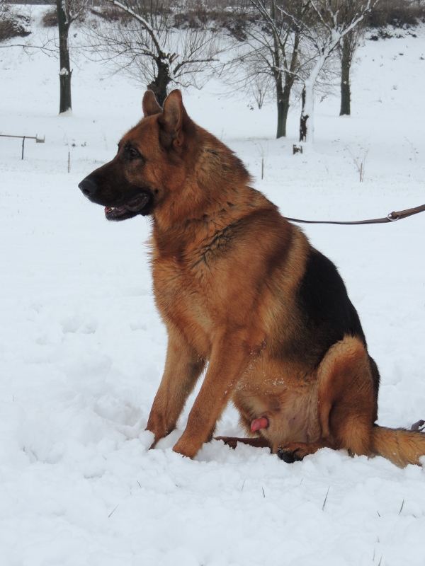 Personal Protection Dog
