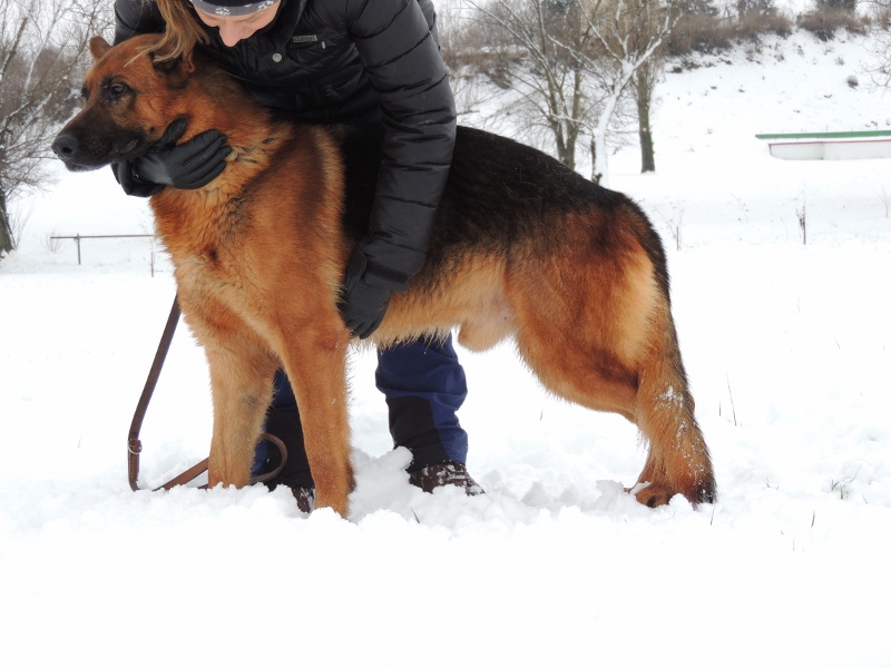 Personal Protection Dog