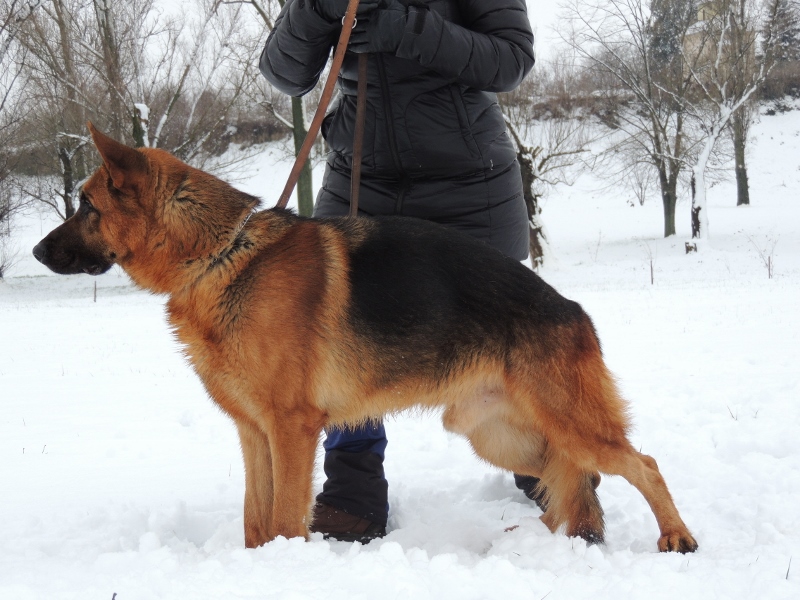 Personal Protection Dog