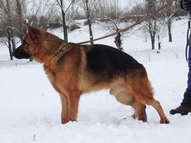 Personal Protection Dog