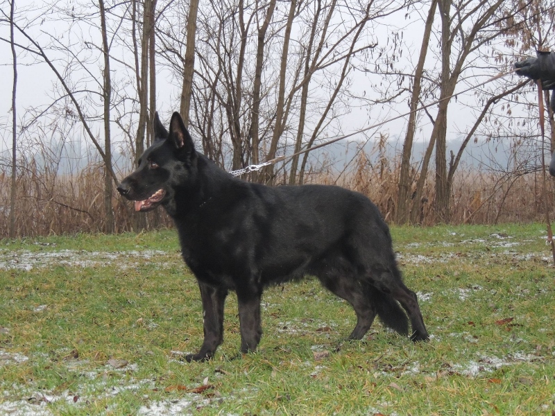 Personal Protection Dog