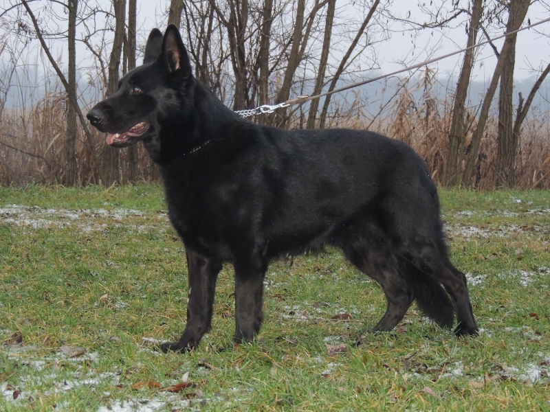 Personal Protection Dog