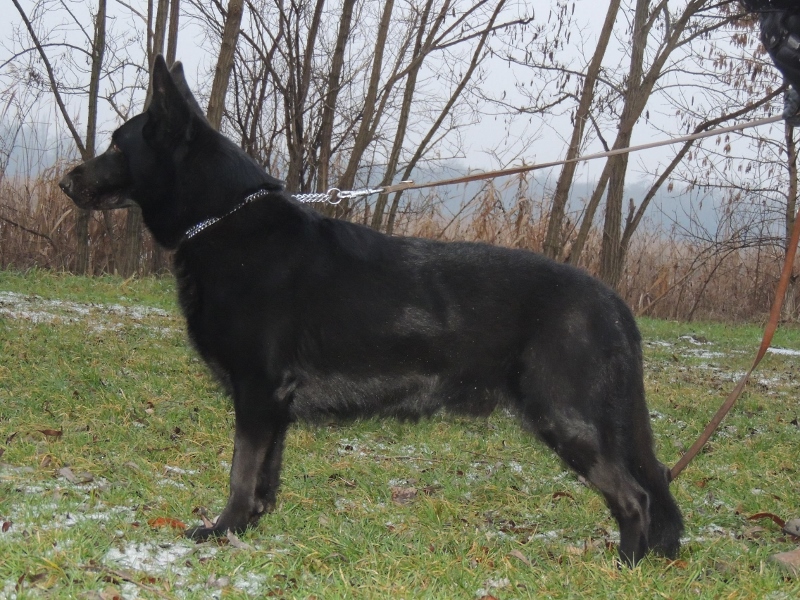 Personal Protection Dog