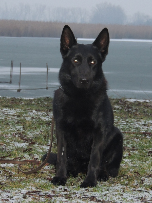 Personal Protection Dog