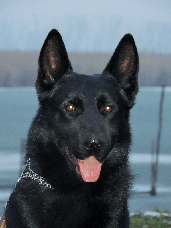 Personal Protection Dog