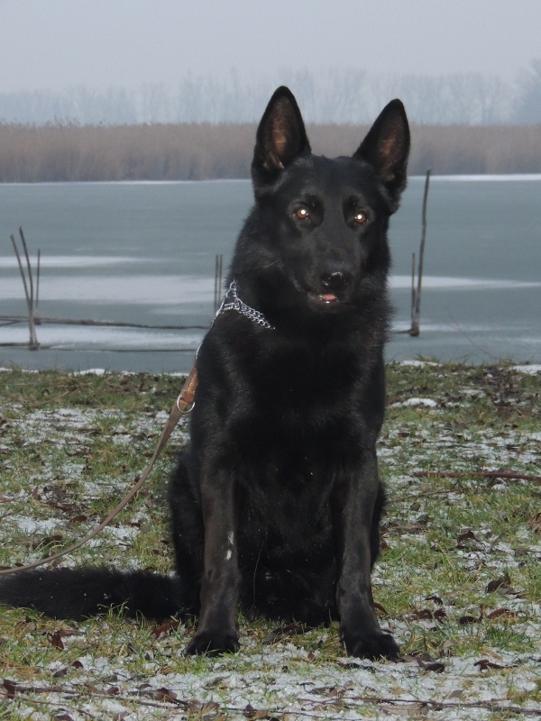 Personal Protection Dog