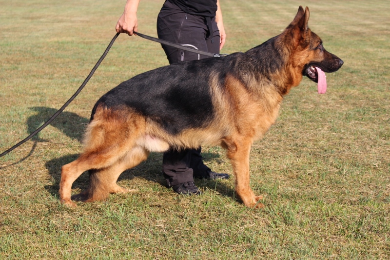 Personal Protection Dog