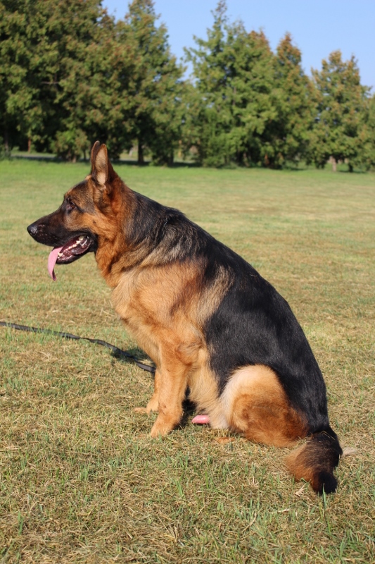 Personal Protection Dog