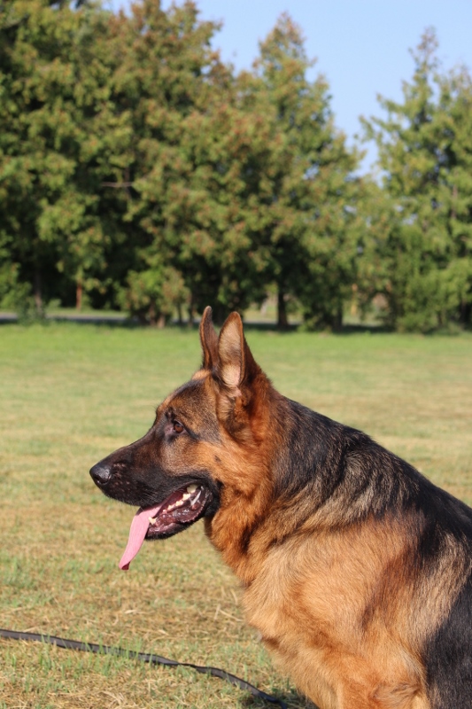 Personal Protection Dog