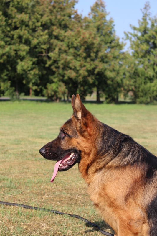Personal Protection Dog