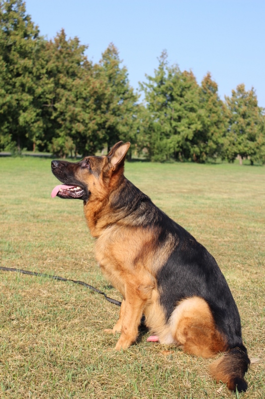 Personal Protection Dog