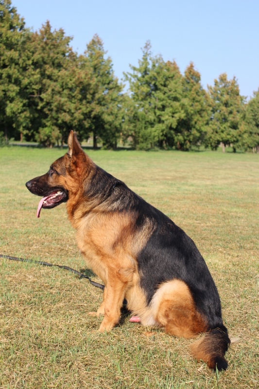 Personal Protection Dog