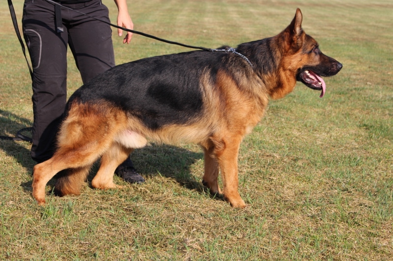 Personal Protection Dog