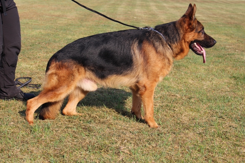 Personal Protection Dog