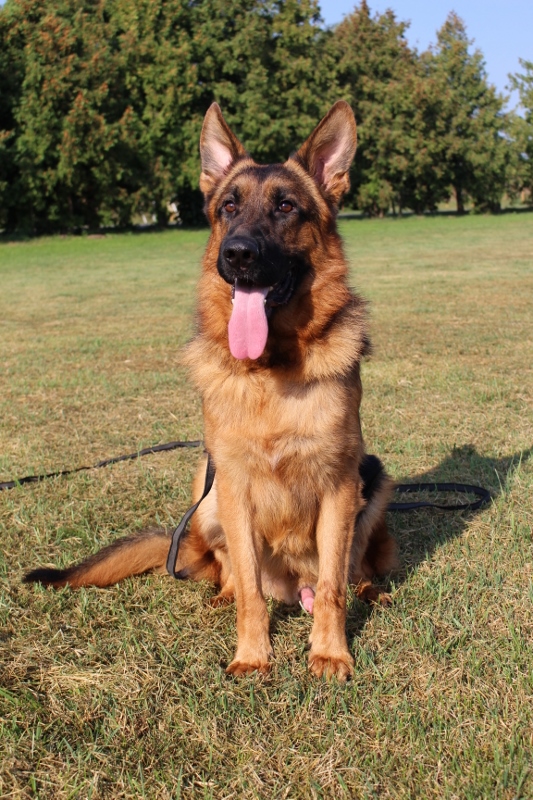 Personal Protection Dog