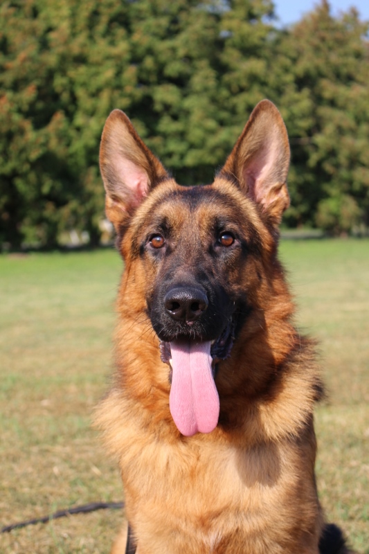 Personal Protection Dog