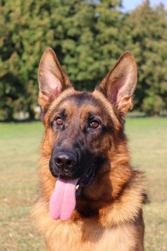 Personal Protection Dog