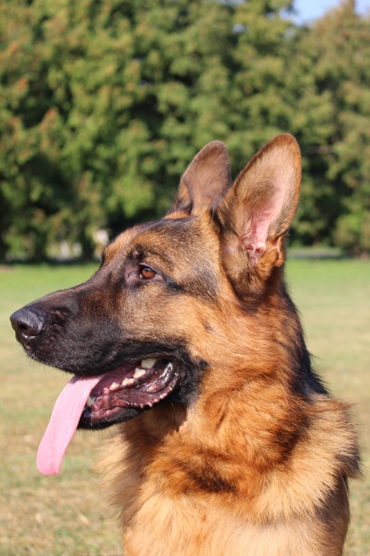Personal Protection Dog