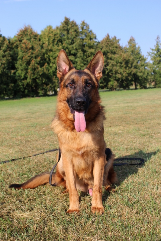 Personal Protection Dog