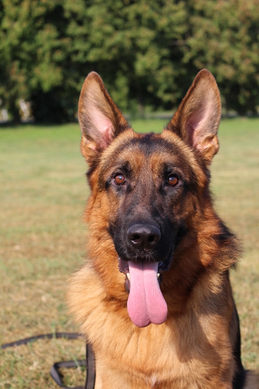 Personal Protection Dog
