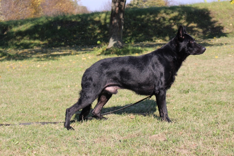 Personal Protection Dog
