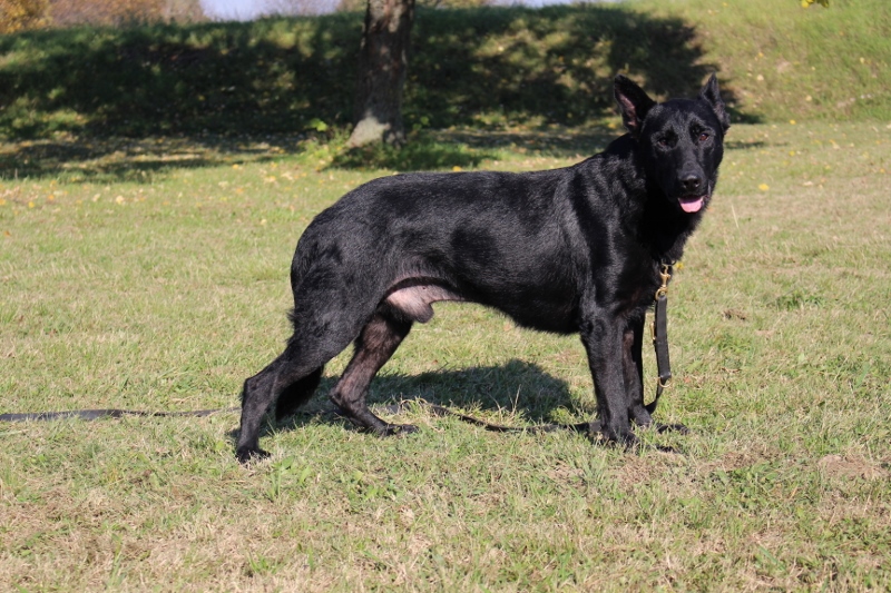 Personal Protection Dog