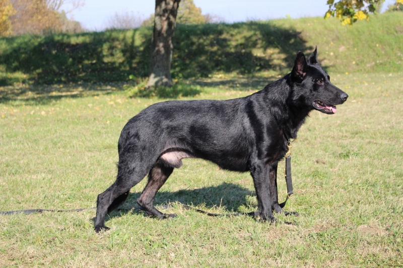 Personal Protection Dog