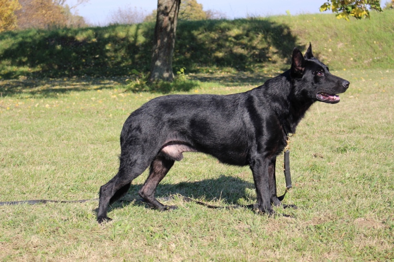Personal Protection Dog