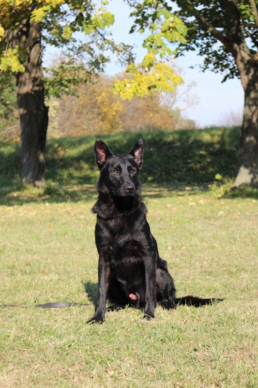 Personal Protection Dog