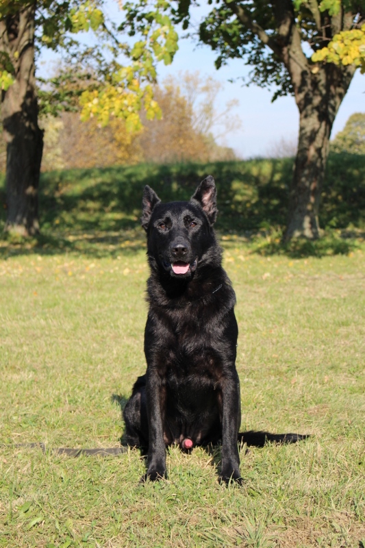 Personal Protection Dog