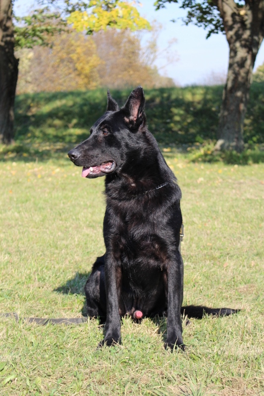 Personal Protection Dog