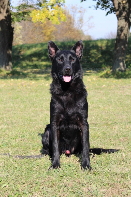 Personal Protection Dog
