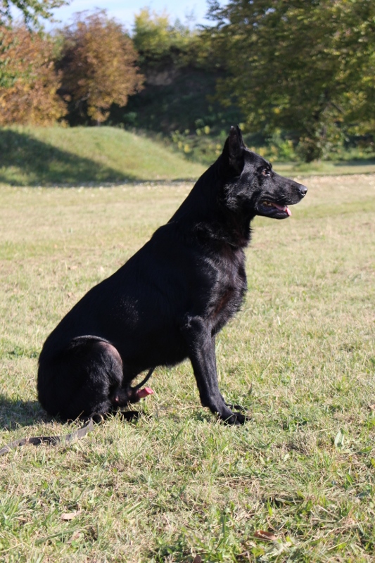 Personal Protection Dog
