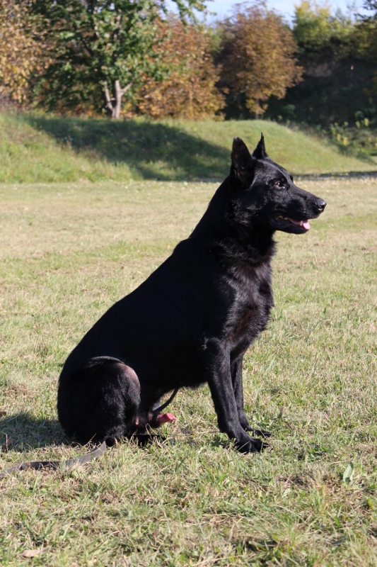 Personal Protection Dog