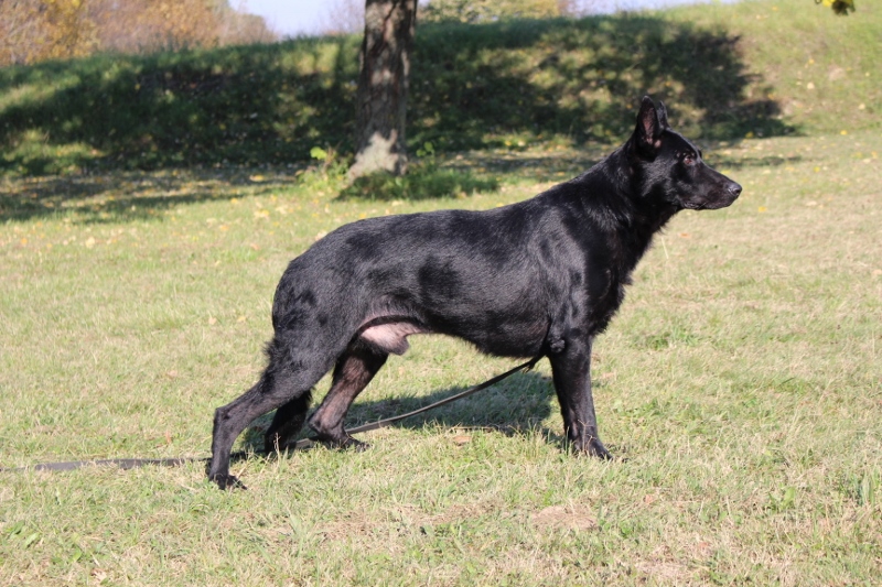 Personal Protection Dog